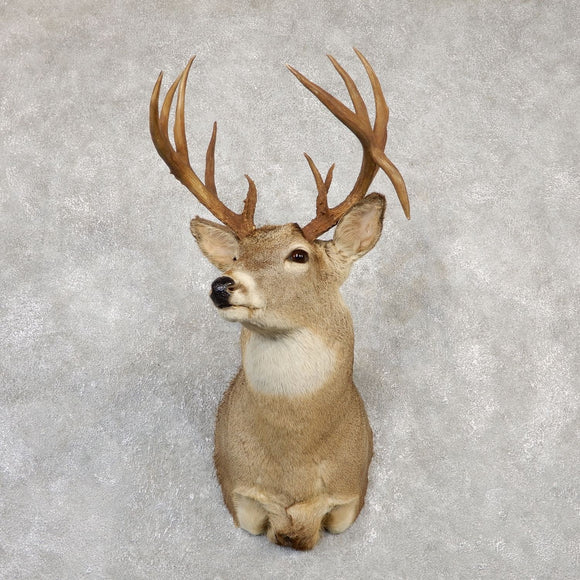 Wall Mounted Brown Deer Buck Fake Head